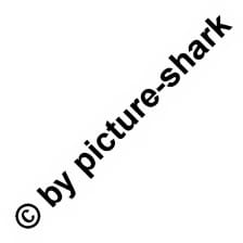 Picture-Shark