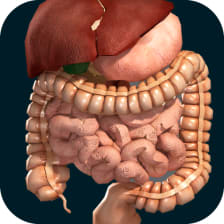Internal Organs in 3D Anatomy