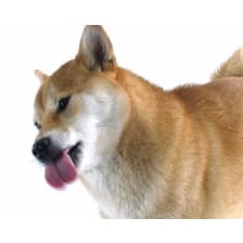 Shiba Inu Dog Licking Screen Cleaner