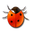 Coccinella