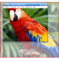 talking parrot software for pc