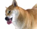 Shiba Inu Dog Licking Screen Cleaner