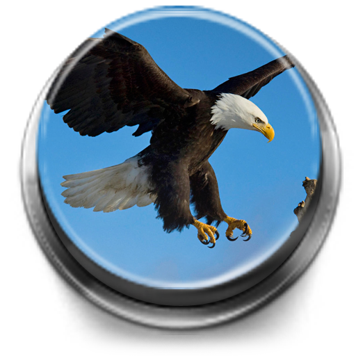 Bird Calls, Sounds & Ringtones