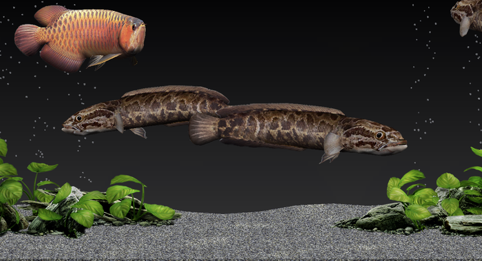 Aquazone Classic Expansion Pack Arowana Pack
