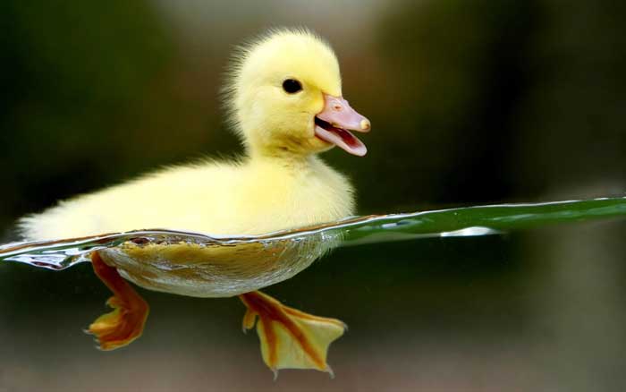 Duckling hd wallpaper