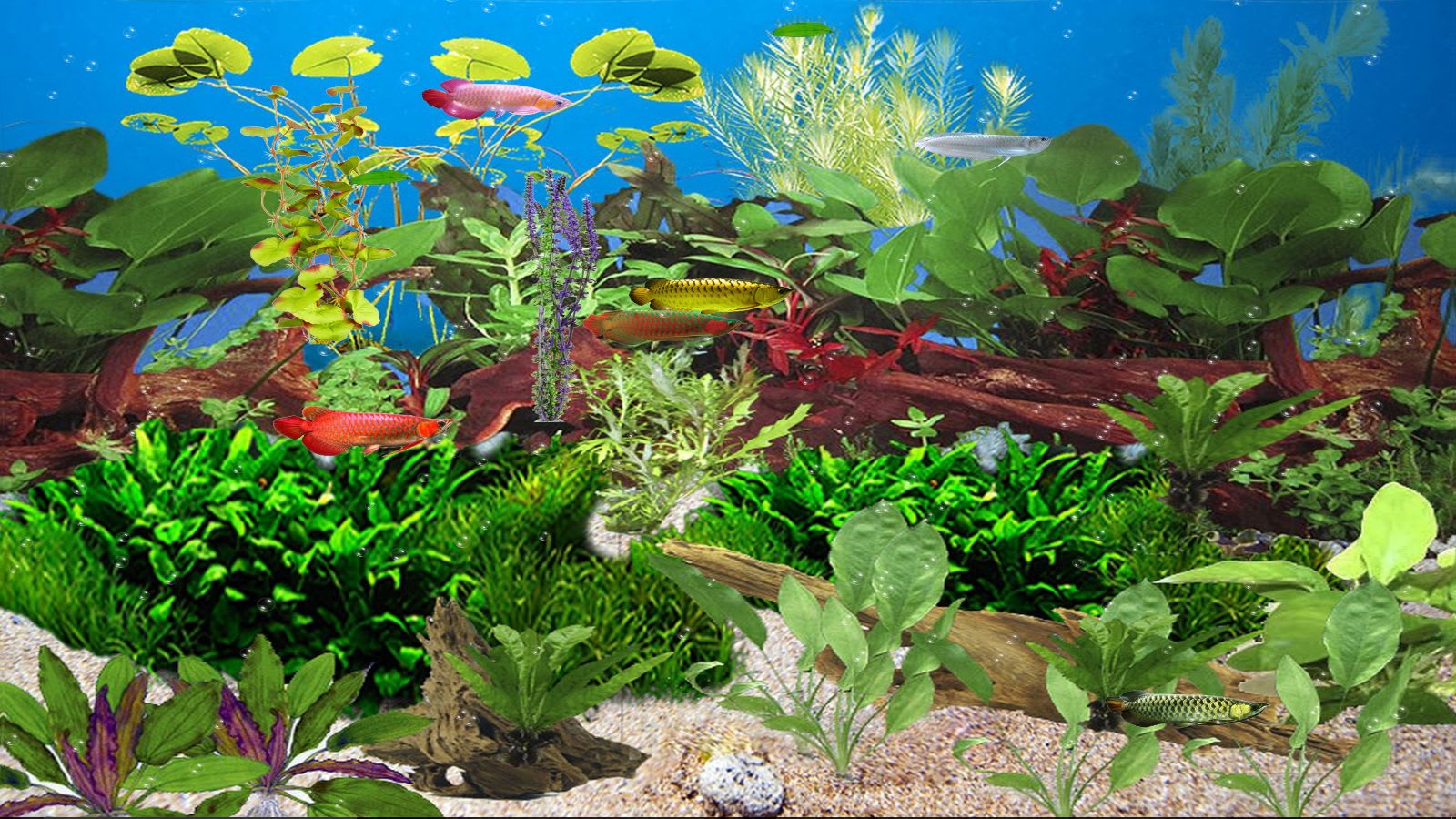 Aquarium Animated Wallpaper Download