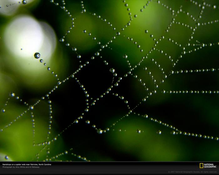 National Geographic Great Spider Web With Raindrops Wallpaper