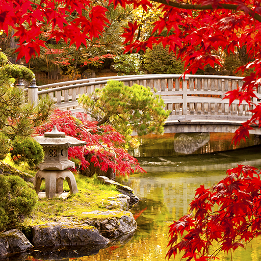Autumn Live Wallpapers